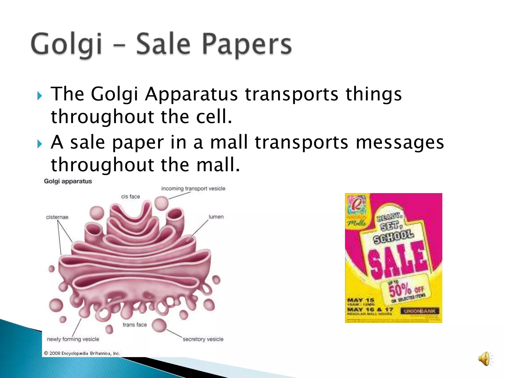 The Golgi Apparatus transports things throughout the cell. A sale paper in a mall transports messages throughout the mall.Golgi – Sale Papers
