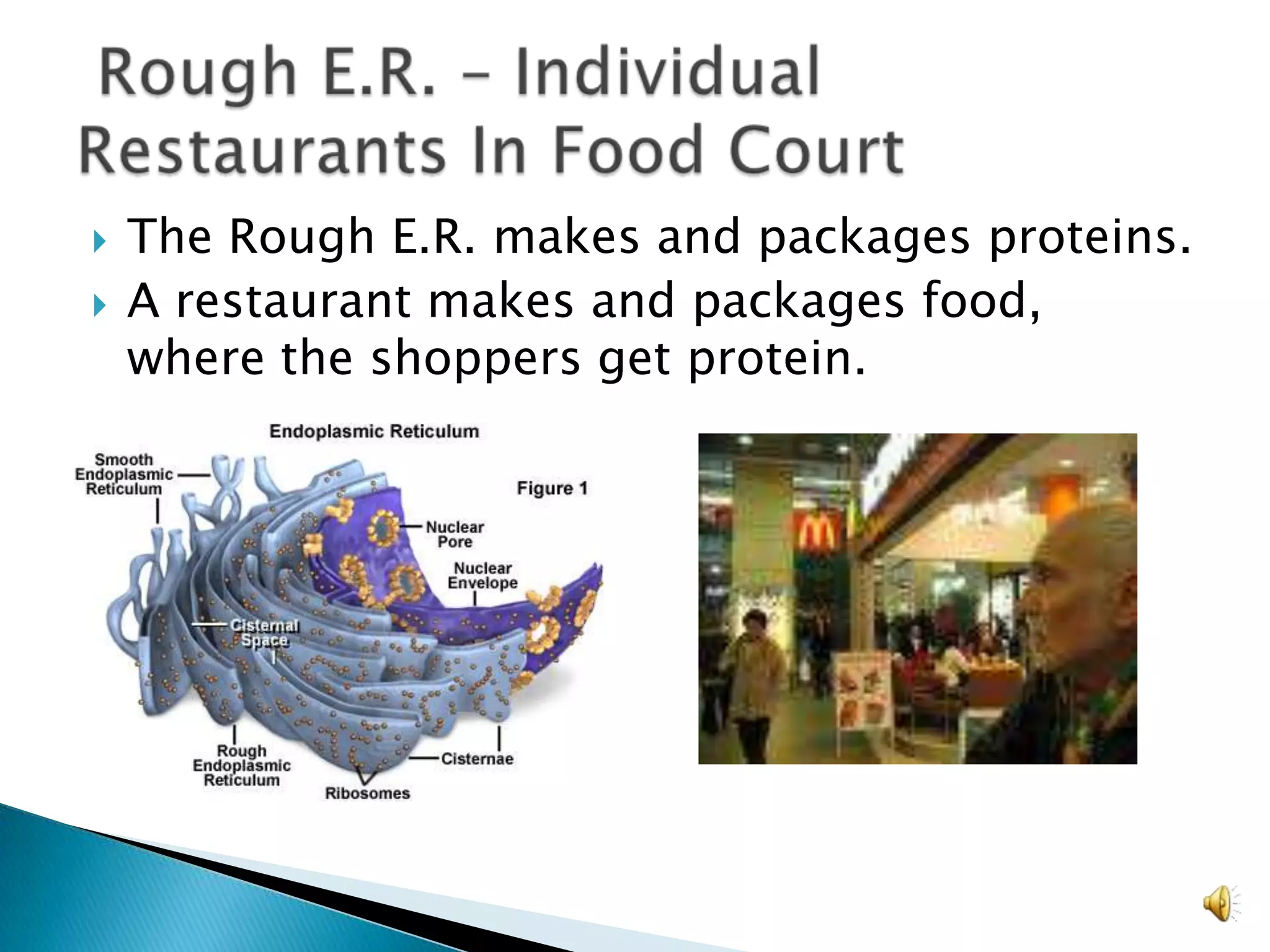The Rough E.R. makes and packages proteins. A restaurant makes and packages food, where the shoppers get protein. Rough E.R. – Individual Restaurants In Food Court