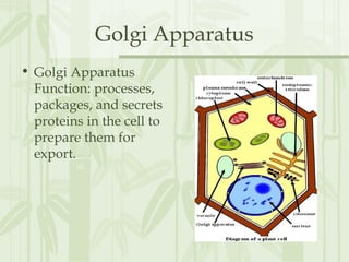 Golgi Apparatus
• Golgi Apparatus
Function: processes,
packages, and secrets
proteins in the cell to
prepare them for
export.
 