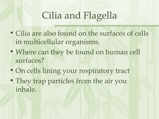 Cilia and Flagella
• Cilia are also found on the surfaces of cells
in multicellular organisms.
• Where can they be found on human cell
surfaces?
• On cells lining your respiratory tract
• They trap particles from the air you
inhale.
 