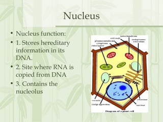 Nucleus
• Nucleus function:
• 1. Stores hereditary
information in its
DNA.
• 2. Site where RNA is
copied from DNA
• 3. Contains the
nucleolus
 