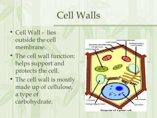 Cell Walls
• Cell Wall - lies
outside the cell
membrane.
• The cell wall function:
helps support and
protects the cell.
• The cell wall is mostly
made up of cellulose,
a type of
carbohydrate.
 