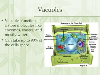 Vacuoles
• Vacuoles function – is
a store molecules like
enzymes, wastes, and
mostly water.
• Can take up to 90% of
the cells space.
 