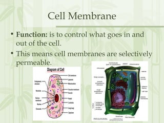 Cell Membrane
• Function: is to control what goes in and
out of the cell.
• This means cell membranes are selectively
permeable.
 