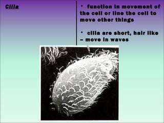 Cilia • function in movement of
the cell or line the cell to
move other things
• cilia are short, hair like
– move in waves
 