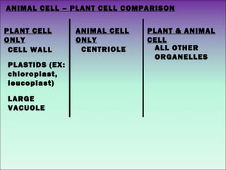 ANIMAL CELL – PLANT CELL COMPARISON
PLANT CELL
ONLY
PLANT & ANIMAL
CELL
ANIMAL CELL
ONLY
CELL WALL
PLASTIDS (EX:
chloroplast,
leucoplast)
LARGE
VACUOLE
CENTRIOLE ALL OTHER
ORGANELLES
 
