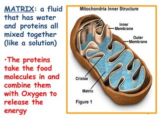 MATRIX: a fluid
that has water
and proteins all
mixed together
(like a solution)

•The proteins
take the food
molecules in and
combine them
with Oxygen to
release the
energy              12
 