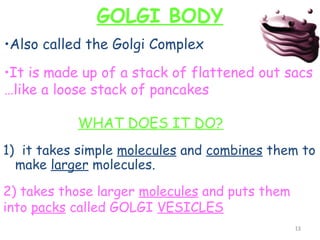 GOLGI BODY
•Also called the Golgi Complex
•It is made up of a stack of flattened out sacs
…like a loose stack of pancakes

           WHAT DOES IT DO?
1) it takes simple molecules and combines them to
  make larger molecules.

2) takes those larger molecules and puts them
into packs called GOLGI VESICLES
                                                13
 