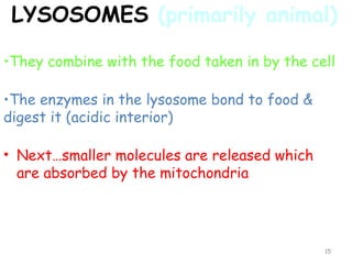 LYSOSOMES (primarily animal)

•They combine with the food taken in by the cell

•The enzymes in the lysosome bond to food &
digest it (acidic interior)

• Next…smaller molecules are released which
  are absorbed by the mitochondria




                                              15
 
