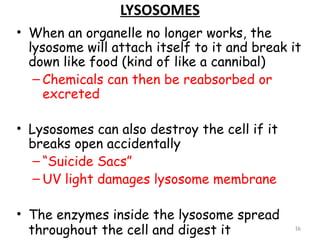 LYSOSOMES
• When an organelle no longer works, the
  lysosome will attach itself to it and break it
  down like food (kind of like a cannibal)
   – Chemicals can then be reabsorbed or
     excreted

• Lysosomes can also destroy the cell if it
  breaks open accidentally
   – “Suicide Sacs”
   – UV light damages lysosome membrane

• The enzymes inside the lysosome spread
  throughout the cell and digest it            16
 
