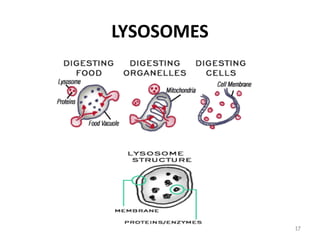LYSOSOMES




            17
 