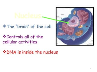 Nucleus
The “brain” of the cell

Controls all of the
cellular activities

DNA is inside the nucleus


                             2
 