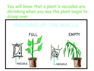 You will know that a plant's vacuoles are
shrinking when you see the plant begin to
droop over

   HOLDING UP THE WALLS




                                        20
 