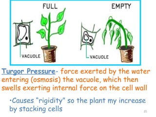 Turgor Pressure- force exerted by the water
entering (osmosis) the vacuole, which then
swells exerting internal force on the cell wall
  •Causes “rigidity” so the plant my increase
  by stacking cells                          21
 