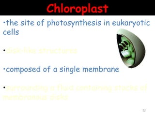 Chloroplast
•the site of photosynthesis in eukaryotic
cells

•disk-like structures

•composed of a single membrane

•surrounding a fluid containing stacks of
membranous disks
                                       22
 