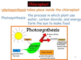 Chloroplast
•photosynthesis takes place inside the chloroplast
                the process in which plant use
Photosynthesis- water, carbon dioxide, and energy
                form the sun to make food




                                              23
 