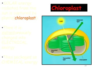 •SOLAR energy
radiated from the     Chloroplast
sun is captured by
plants(chloroplast)

•Then it is
instantaneously
changed into
ELECTRICAL
energy

•Then packaged as
CHEMICAL energy
                                    24
 