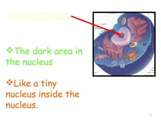 NUCLEOLUS


The dark area in
the nucleus

Like a tiny
nucleus inside the
nucleus.
                     4
 