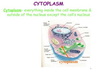 CYTOPLASM
Cytoplasm- everything inside the cell membrane &
  outside of the nucleus except the cell’s nucleus




                               cytoplasm
                                                 5
 