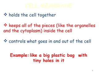 CELL MEMBRANE
 holds the cell together

 keeps all of the pieces (like the organelles
and the cytoplasm) inside the cell

 controls what goes in and out of the cell


   Example: like a big plastic bag with
              tiny holes in it

                                              6
 