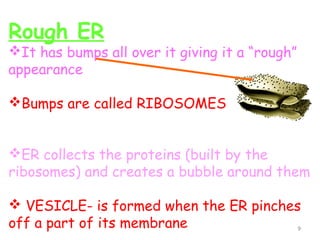 Rough ER
It has bumps all over it giving it a “rough”
appearance

Bumps are called RIBOSOMES


ER collects the proteins (built by the
ribosomes) and creates a bubble around them

 VESICLE- is formed when the ER pinches
off a part of its membrane                      9
 