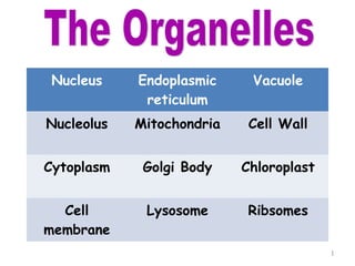Nucleus    Endoplasmic     Vacuole
             reticulum
Nucleolus   Mitochondria    Cell Wall


Cytoplasm    Golgi Body    Chloroplast


  Cell       Lysosome       Ribsomes
membrane
                                         1
 