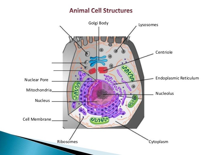 Cell organelle presentation
