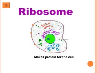Ribosome Makes protein for the cell