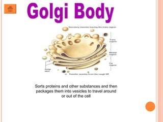 Golgi Body Sorts proteins and other substances and then packages them into vesicles to travel around or out of the cell