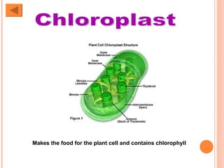 Chloroplast Makes the food for the plant cell and contains chlorophyll