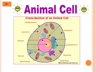 Animal Cell Cytoplasm Cell Membrane Endoplasmic Reticulum Nucleus Mitochondria Vacuole Ribosome Golgi Body Lysosome