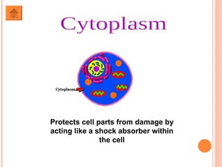 Cytoplasm Protects cell parts from damage by acting like a shock absorber within the cell