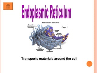 Endoplasmic Reticulum Transports materials around the cell