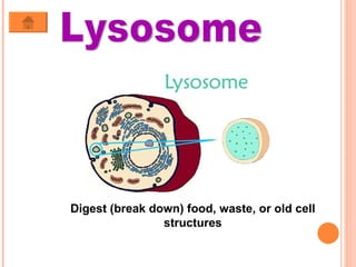 Lysosome Digest (break down) food, waste, or old cell structures