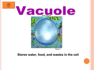 Vacuole Stores water, food, and wastes in the cell