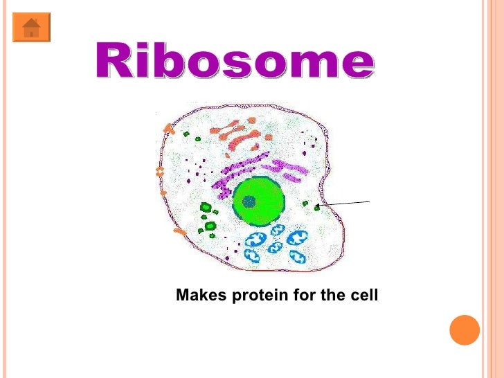 Organelles of the Cell by Renee McCord