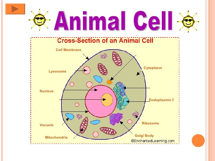 animal cell organelles