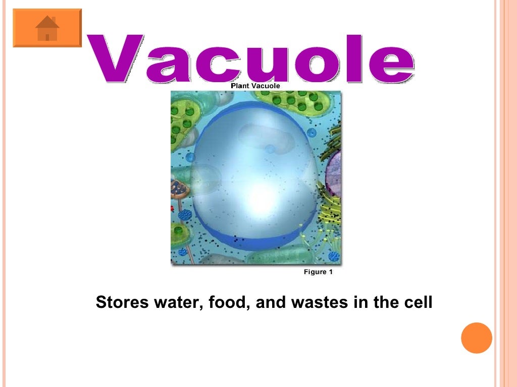 Cell organelle review