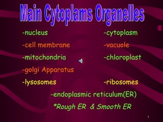 Main Cytoplams Organelles -nucleus   -cytoplasm -cell membrane -vacuole -mitochondria -chloroplast -golgi Apparatus -lysosomes -ribosomes   -endoplasmic reticulum(ER)   *Rough ER  & Smooth ER 