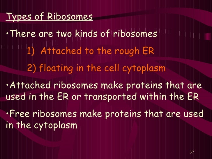 What are the two types of ribosomes?