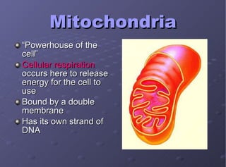 Mitochondria “ Powerhouse of the cell” Cellular respiration  occurs here to release energy for the cell to use Bound by a double membrane Has its own strand of DNA 
