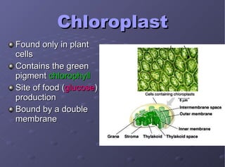 Chloroplast Found only in plant cells Contains the green pigment  chlorophyll Site of food ( glucose ) production Bound by a double membrane 