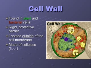 Cell Wall Found in  plant  and  bacterial  cells Rigid, protective barrier Located  outside  of the cell membrane Made of cellulose ( fiber ) 
