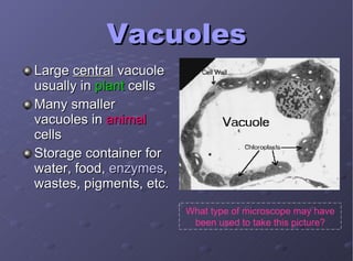 Vacuoles Large  central  vacuole usually in  plant  cells Many smaller vacuoles in  animal  cells Storage container for water, food,  enzymes , wastes, pigments, etc. What type of microscope may have been used to take this picture? 