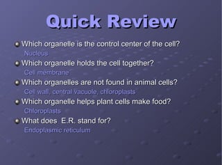 Quick Review Which organelle is the control center of the cell?  Nucleus Which organelle holds the cell together? Cell membrane Which organelles are not found in animal cells? Cell wall, central vacuole, chloroplasts Which organelle helps plant cells make food? Chloroplasts What does  E.R. stand for? Endoplasmic reticulum 