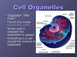 Cell Organelles Organelle = “little organ” Found only inside  eukaryotic cells All the stuff in between the organelles is  cytosol Everything in a cell except the nucleus is  cytoplasm 