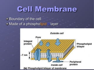 Cell Membrane Boundary of the cell Made of a phospho lipid   bi layer 