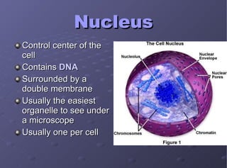 Nucleus Control center of the cell Contains  DNA Surrounded by a double membrane Usually the easiest organelle to see under a microscope Usually one per cell 