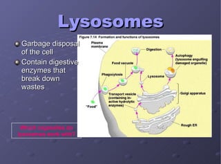 Lysosomes Garbage disposal of the cell Contain digestive enzymes that break down wastes Which organelles do lysosomes work with? 