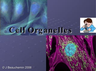 Cell Organelles © J Beauchemin 2006 